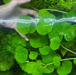 Buy 3 Get 1 Free Aquarium Plants Bundle Micro Aquatic Shop