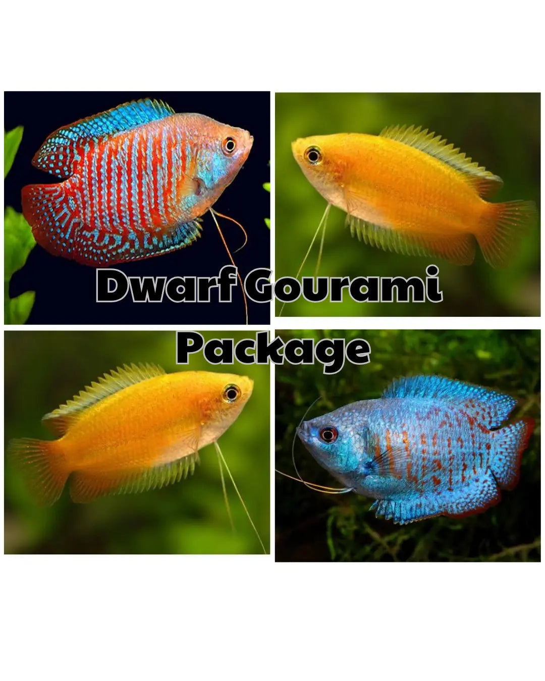 Dwarf Gourami Package Micro Aquatic Shop