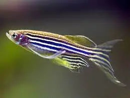 Danio - Zebra Longfin 3cm Micro Aquatic Shop