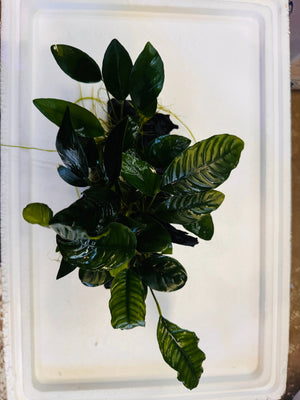 Rain Forrest Driftwood Micro Aquatic Shop