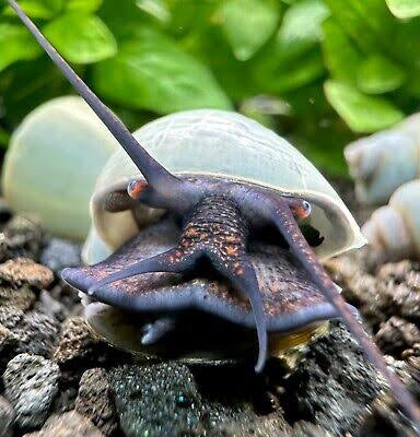 Rare Mystery Snail - Blue Micro Aquatic Shop