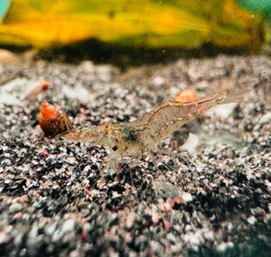 CARIDINIDES WILKINSI 'CALMAN
- Hair Algae Eater Shrimp Micro Aquatic Shop