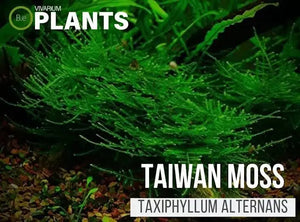 Taxiphyllum Alternans - Taiwan Moss Micro Aquatic Shop