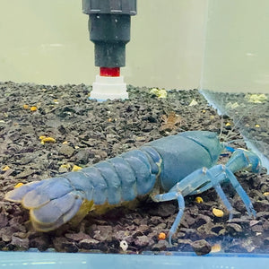 Yabbie – Blue Claw Yabby / Crayfish 8-10cm Micro Aquatic Shop