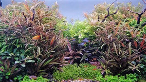 Hygrophila Pinnatifida - Fern-Leaf Swampweed Micro Aquatic Shop