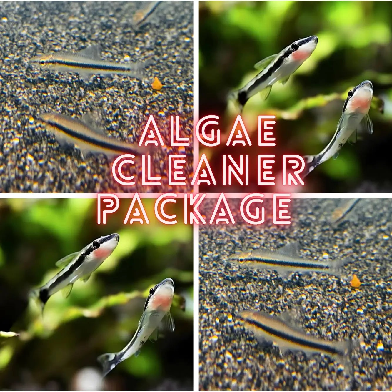 Algae Eater Fish Package Special Micro Aquatic Shop