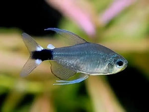 Tetra – Veilfins Tetra 3cm Micro Aquatic Shop