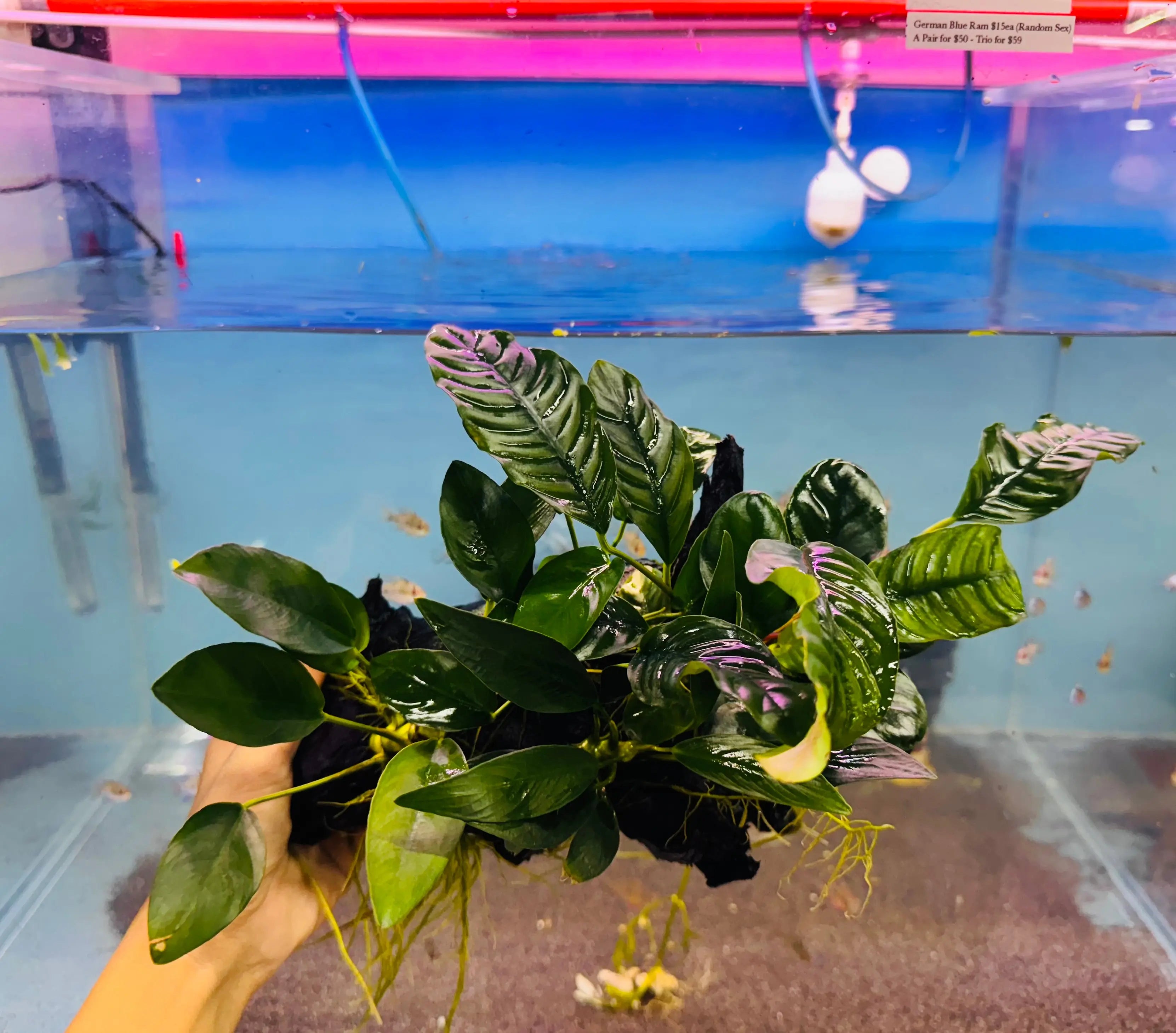 Rain Forrest Driftwood Micro Aquatic Shop