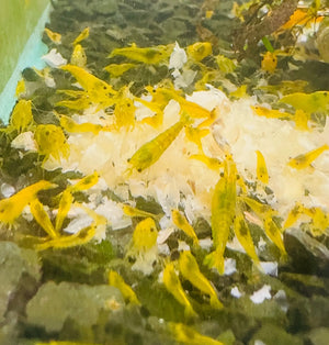 Color Expert - Spinach & Spirulina Secret Food Micro Aquatic Shop