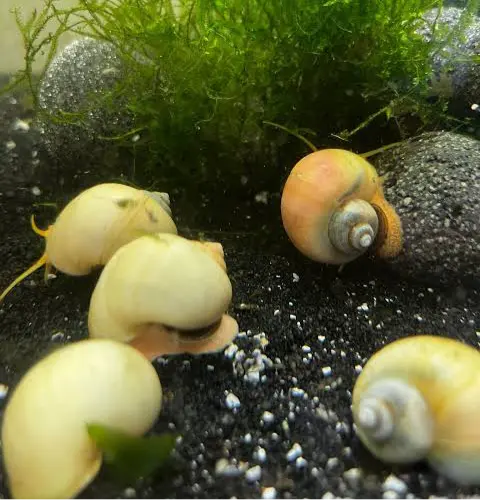 Rare Mystery Snail - Ivory