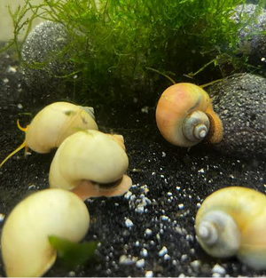 Rare Mystery Snail - Ivory Micro Aquatic Shop