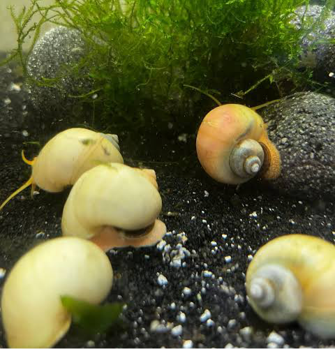 Rare Mystery Snail - Ivory Micro Aquatic Shop