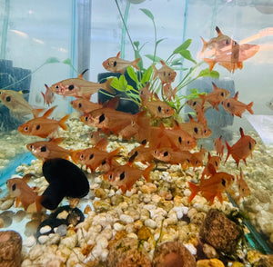 Serpae Neon Tetra 3cm Micro Aquatic Shop