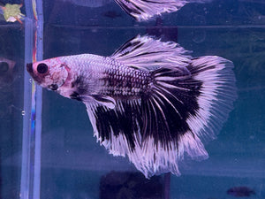Betta Male - Ghost G1 Micro Aquatic Shop
