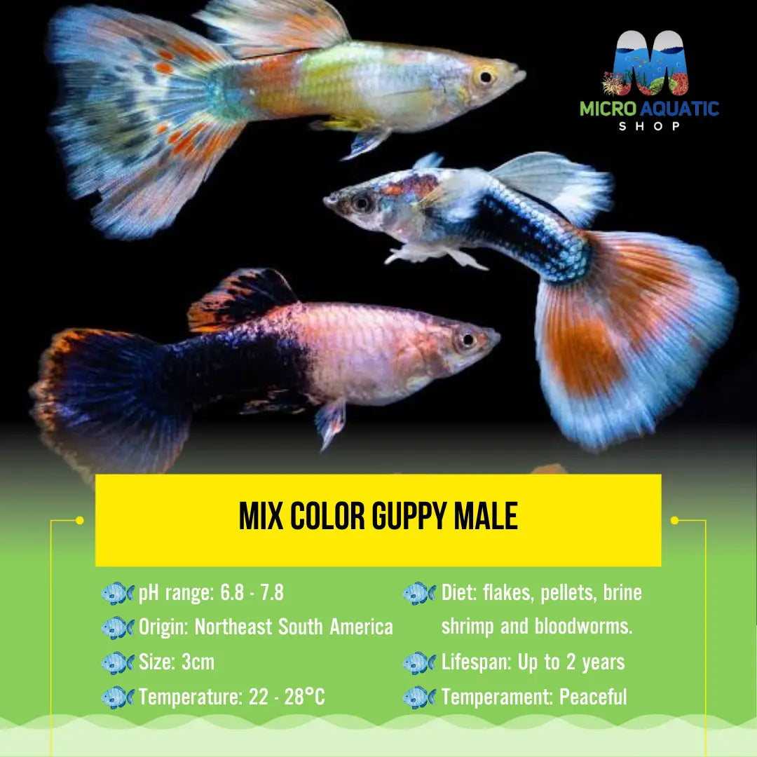 Buy 3 Get 1 Free Guppy - Mix Color Male