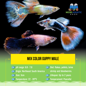 Buy 3 Get 1 Free Guppy - Mix Color Male Micro Aquatic Shop
