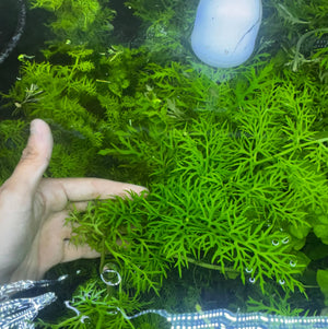 Buy 3 Get 1 Free Aquarium Plants Bundle Micro Aquatic Shop