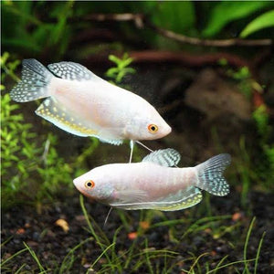 Gourami - Platinum 5cm Micro Aquatic Shop