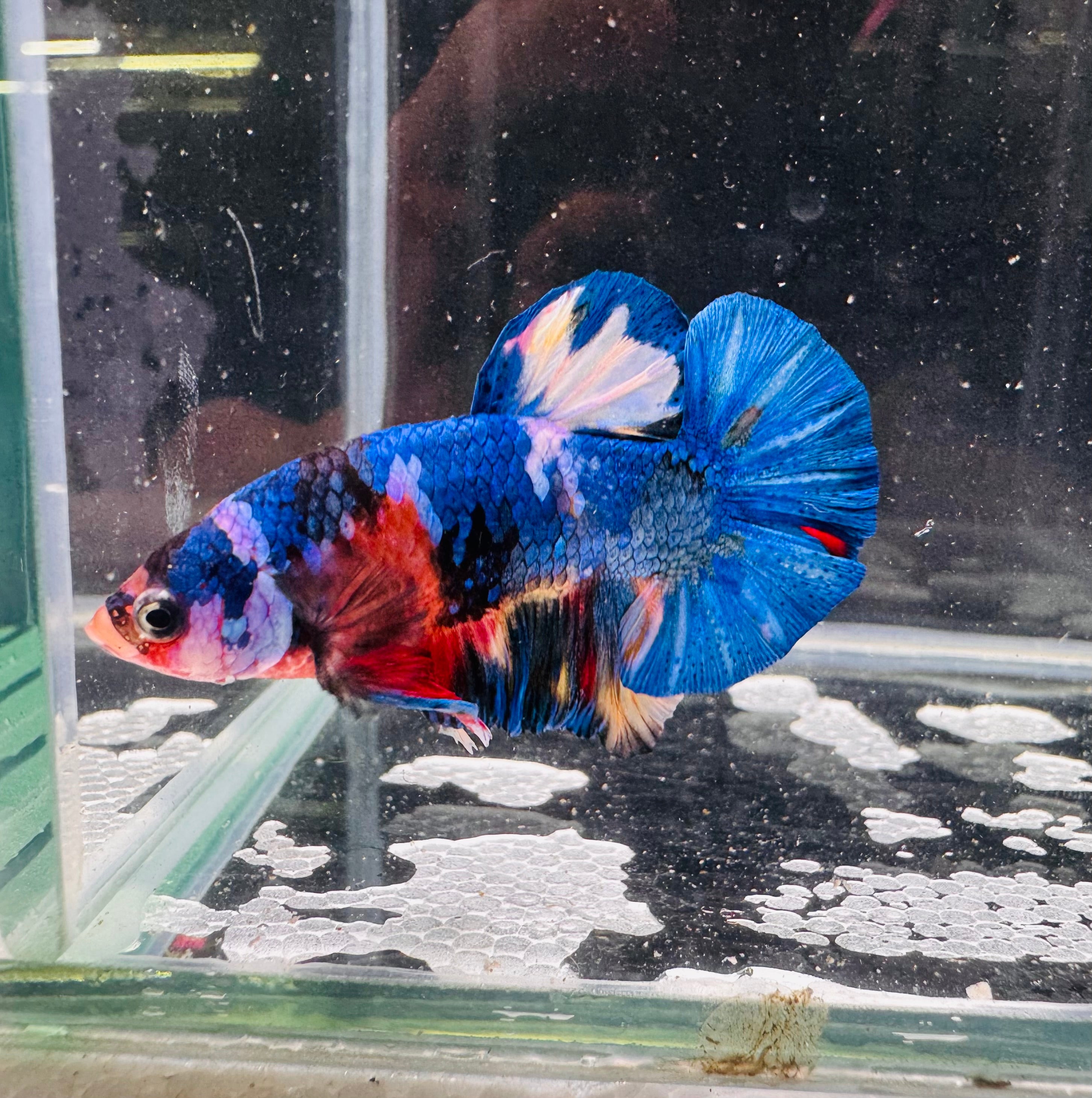 Male Betta-HMPK Nemo N1
