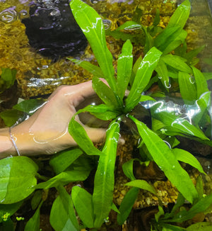 Buy 3 Get 1 Free Aquarium Plants Bundle Micro Aquatic Shop