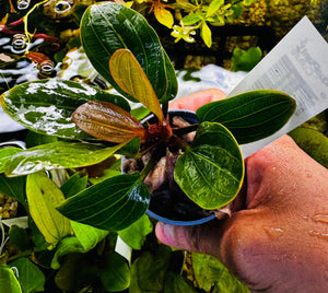 Echinodorus amazon 'Red Bear” Micro Aquatic Shop