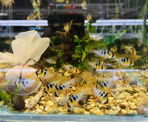 German Blue Rams - Mikrogeophagus ramirezi Micro Aquatic Shop