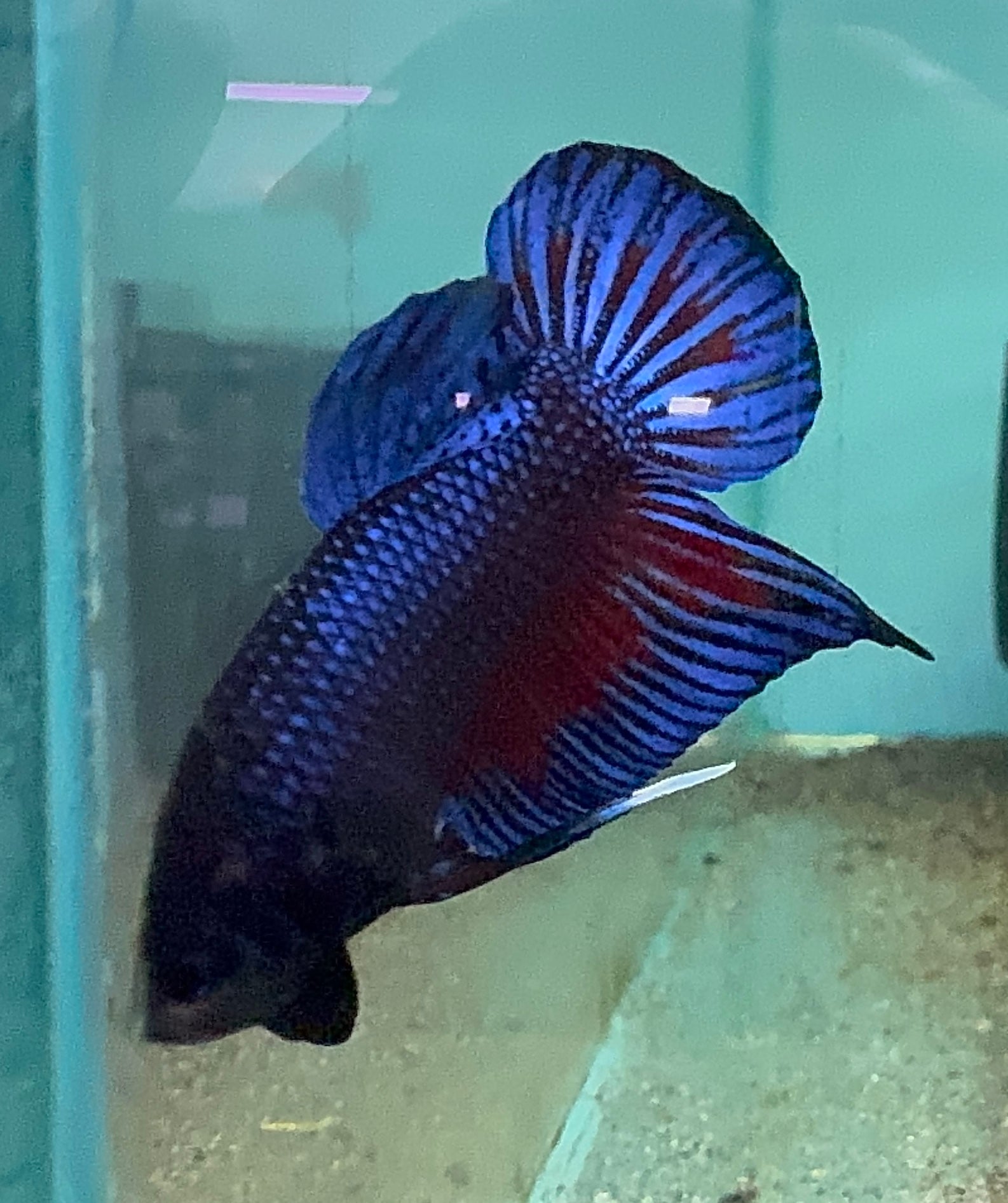 Premium Bangan Male Betta A4