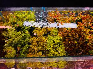 Buy 3 Get 1 Free Aquarium Plants Bundle Micro Aquatic Shop