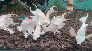 Mollies – Ribbon Diamond Eyes Platinum Balloon 4cm Micro Aquatic Shop