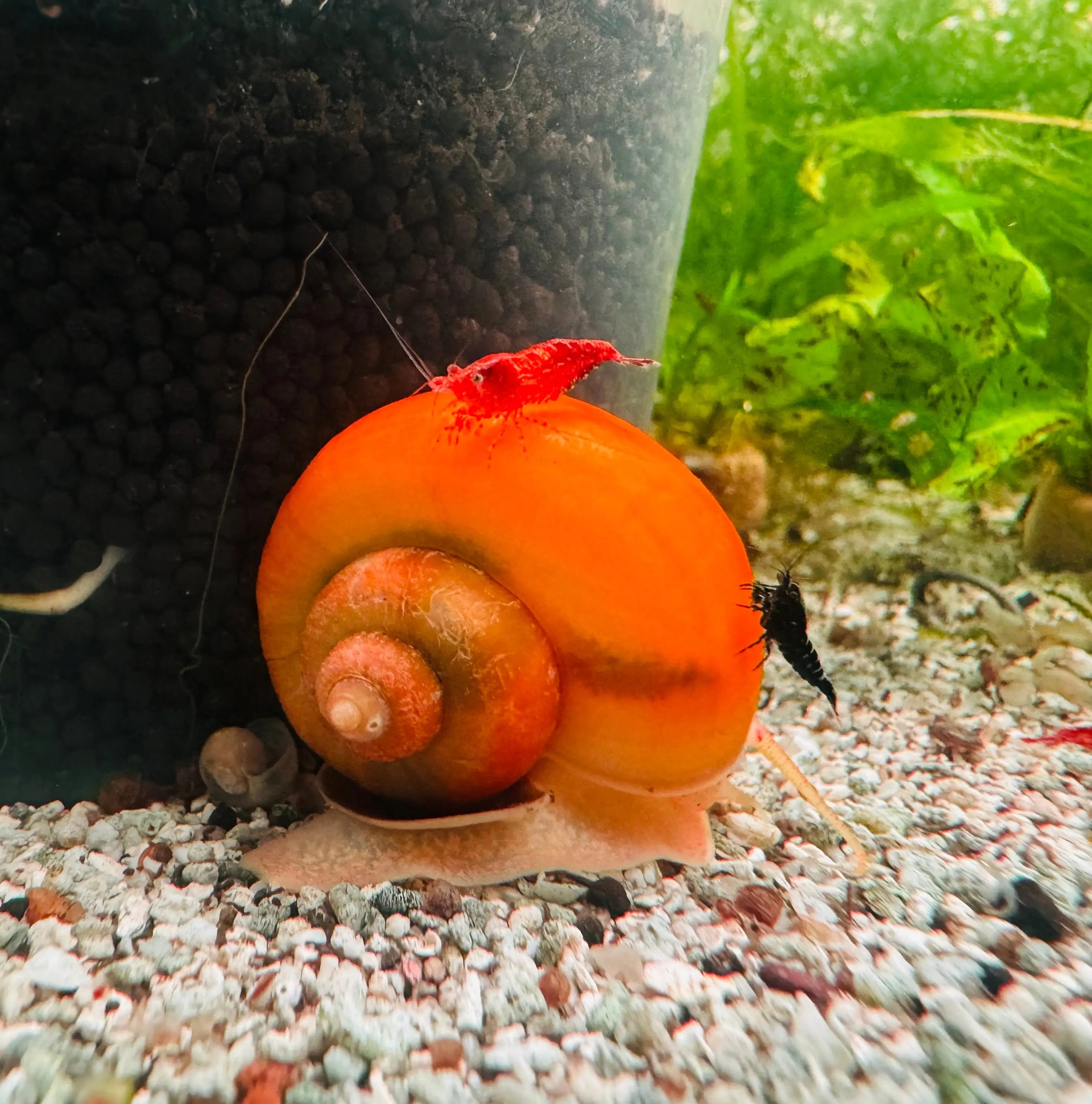 Jumbo Gold Mystery Snail