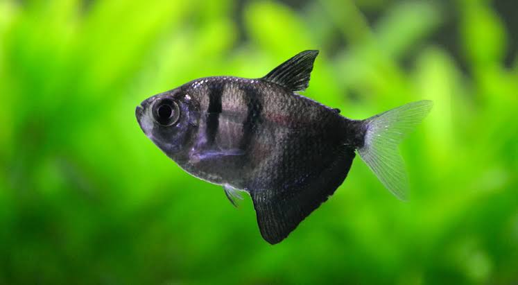 FLASH SALE Tetra- Black Widow 4cm