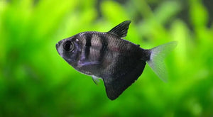 Tetra- Black Widow 4cm Micro Aquatic Shop