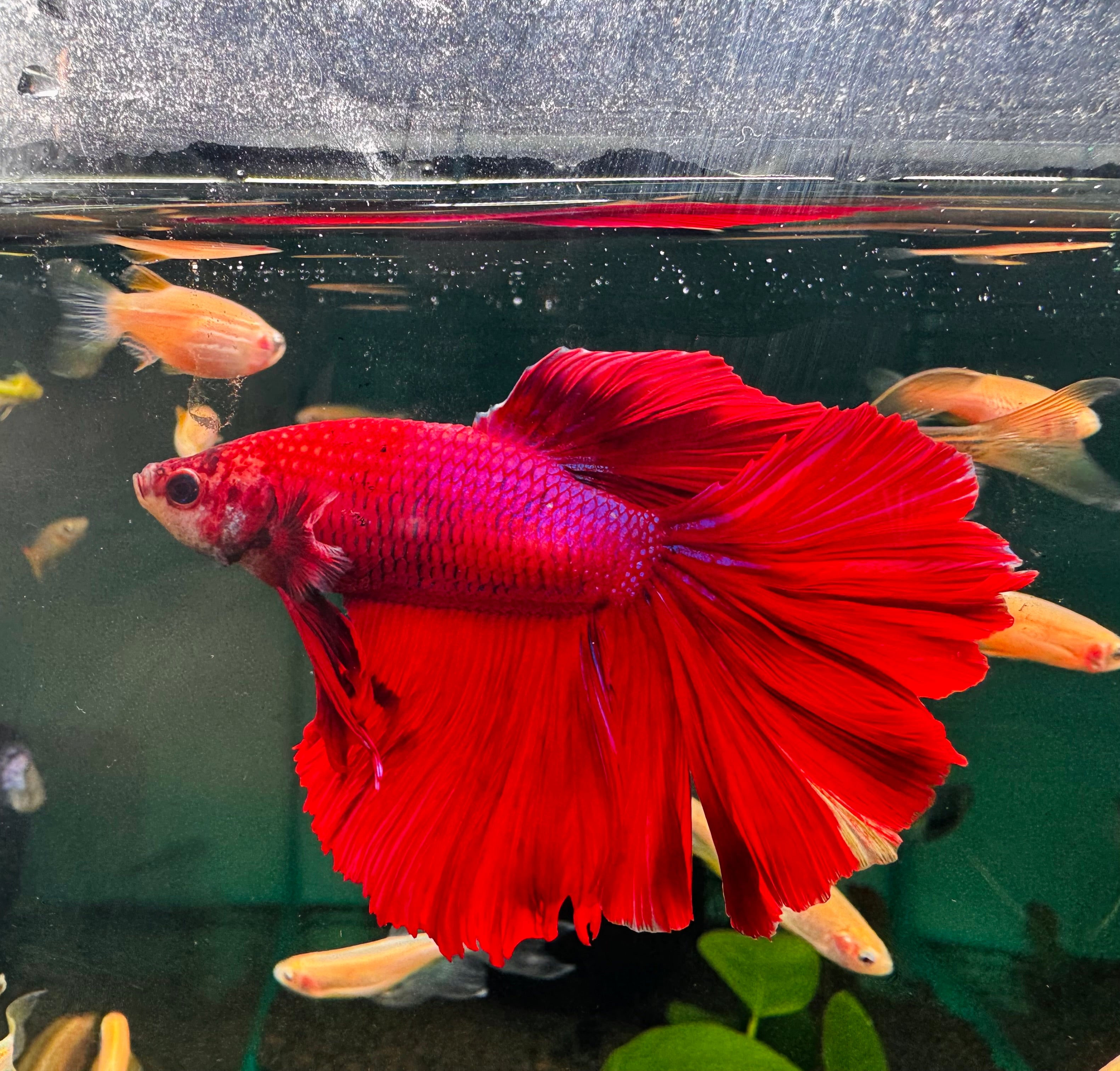 Betta Male - A Grade Half Moon 1