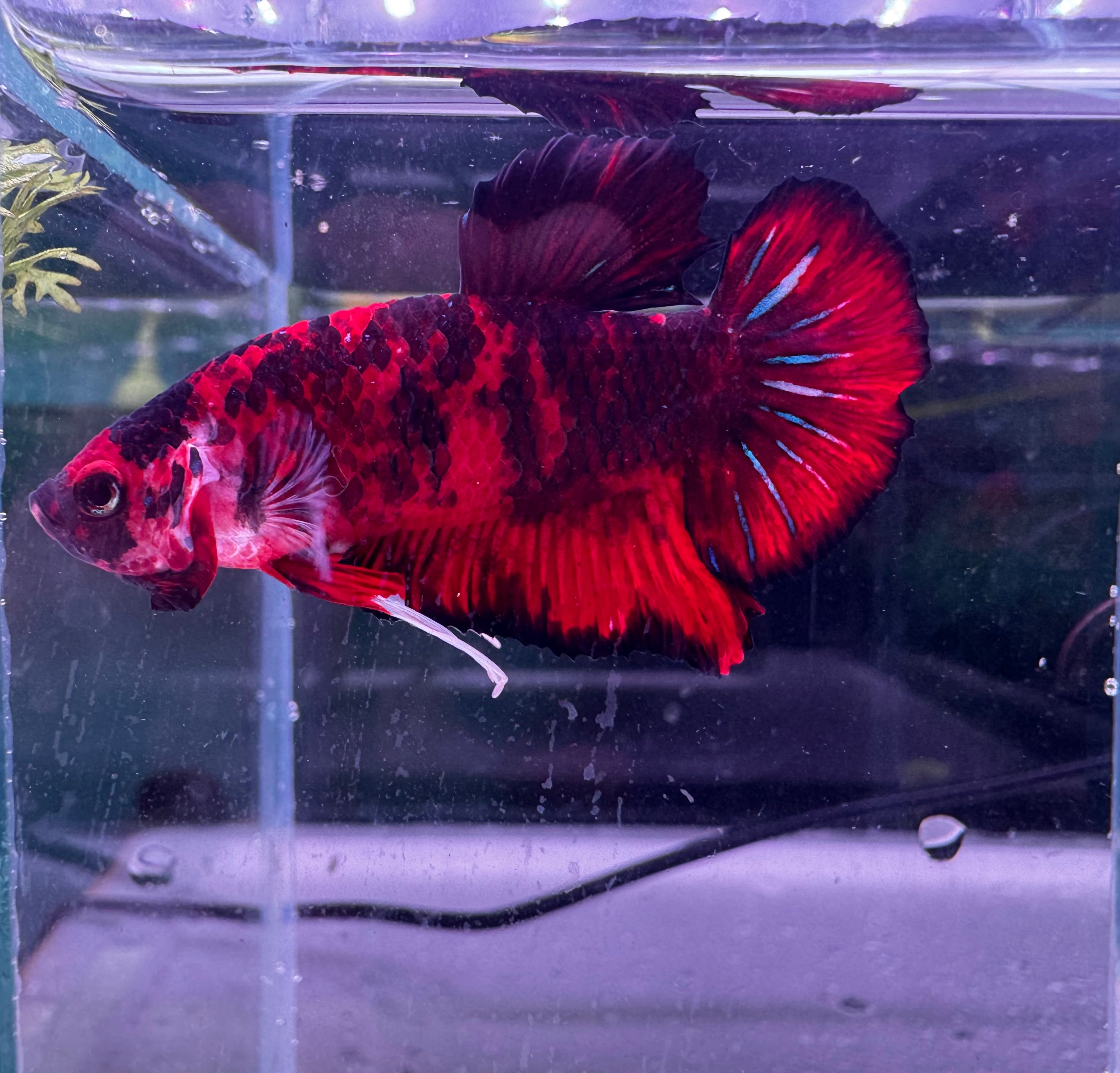 Betta Male - Koi Show K1