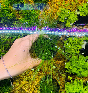 Buy 3 Get 1 Free Aquarium Plants Bundle Micro Aquatic Shop