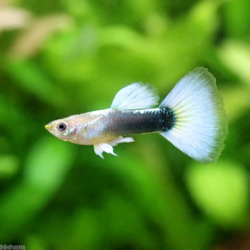 Guppy - White Tuxedo