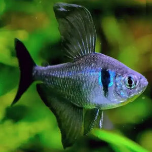 Tetra- Black Phantom 4cm Show Micro Aquatic Shop
