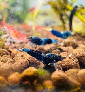 Caridina Shrimp - Ocean Blue 1cm Micro Aquatic Shop