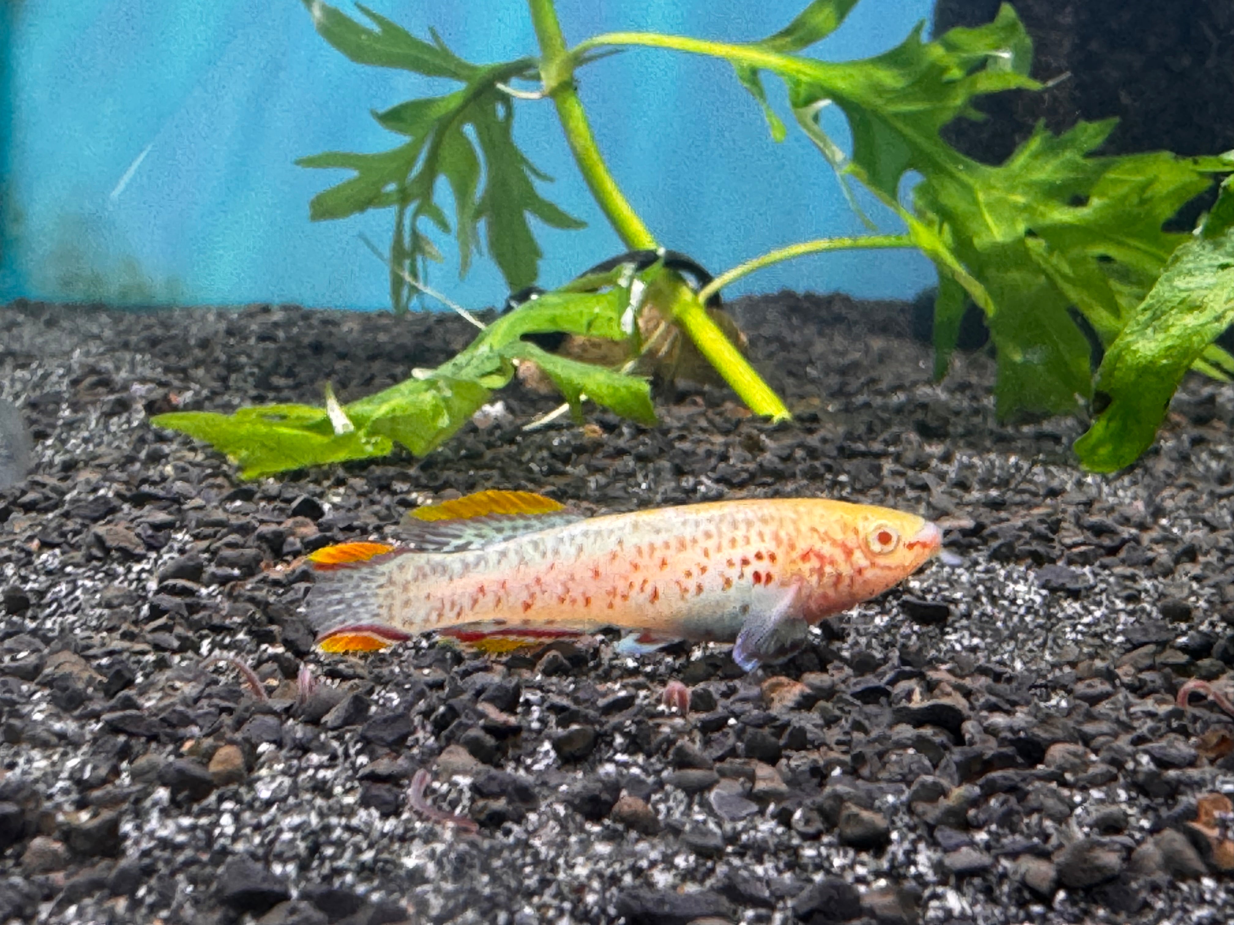 Rare Killifish - APHYOSEMION GARDNERI ALBINO 4cm