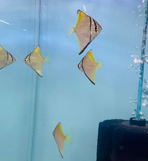 Exotic - Mono Diamond Moonfish 5cm Micro Aquatic Shop