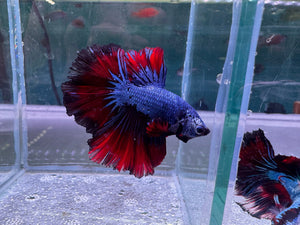 Betta Male - Dark Knight D2 Micro Aquatic Shop
