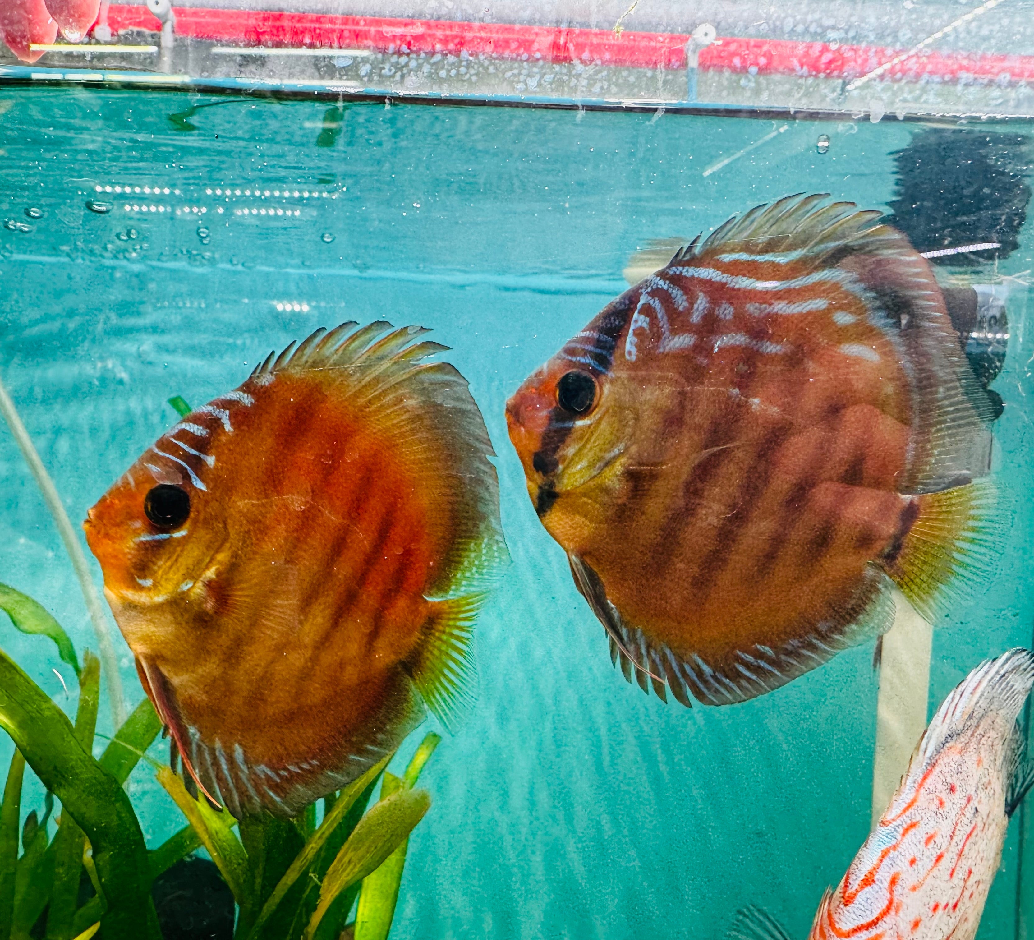 Discus - Yellow Alenquer 9cm Nice Micro Aquatic Shop