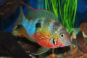American Cichlid – Elliotis Cichlid 4cm Micro Aquatic Shop