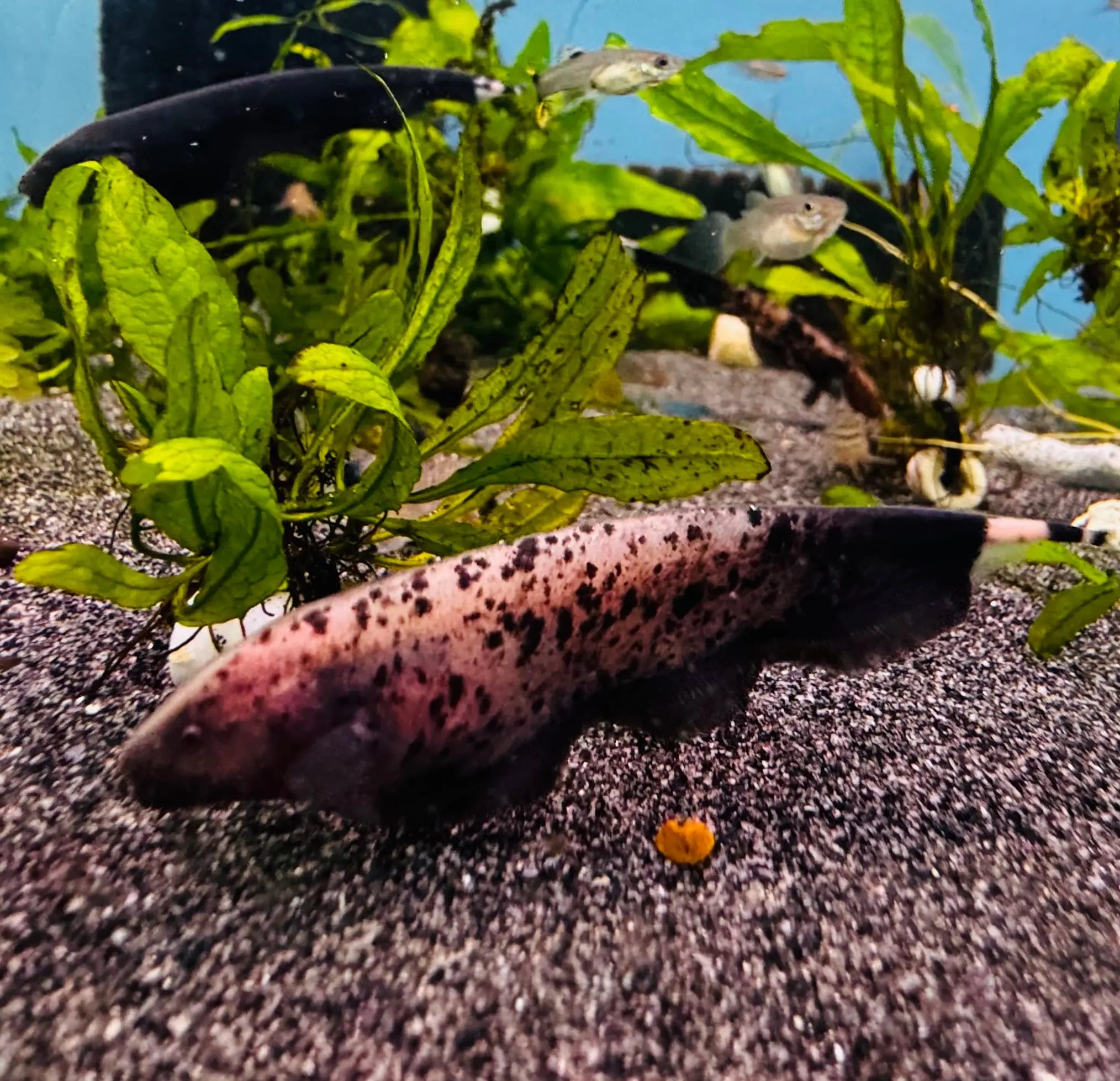 Ghost Knife Spotted 6cm Micro Aquatic Shop