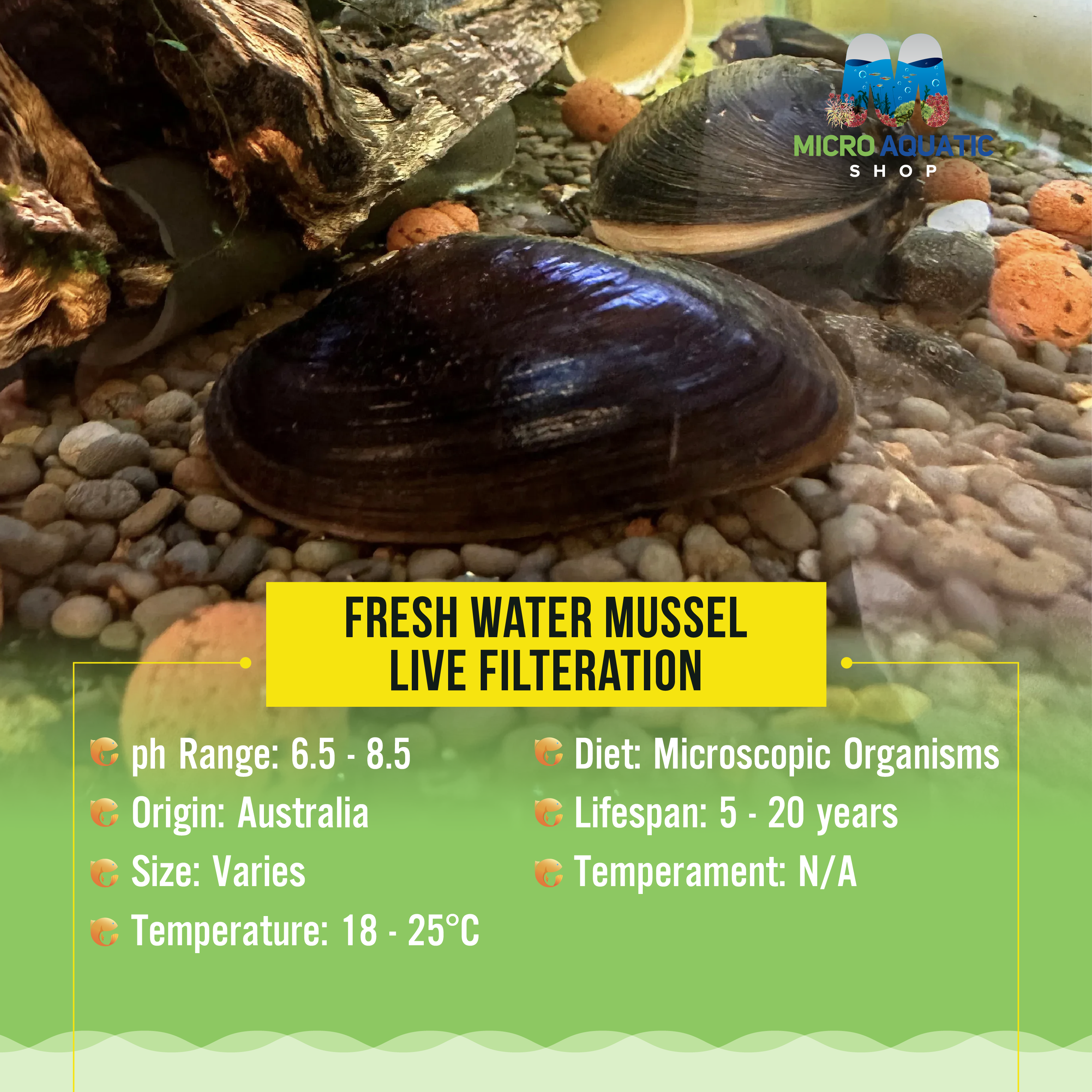 Buy 3 Get 1 Free Fresh water Mussel -Live Filteration