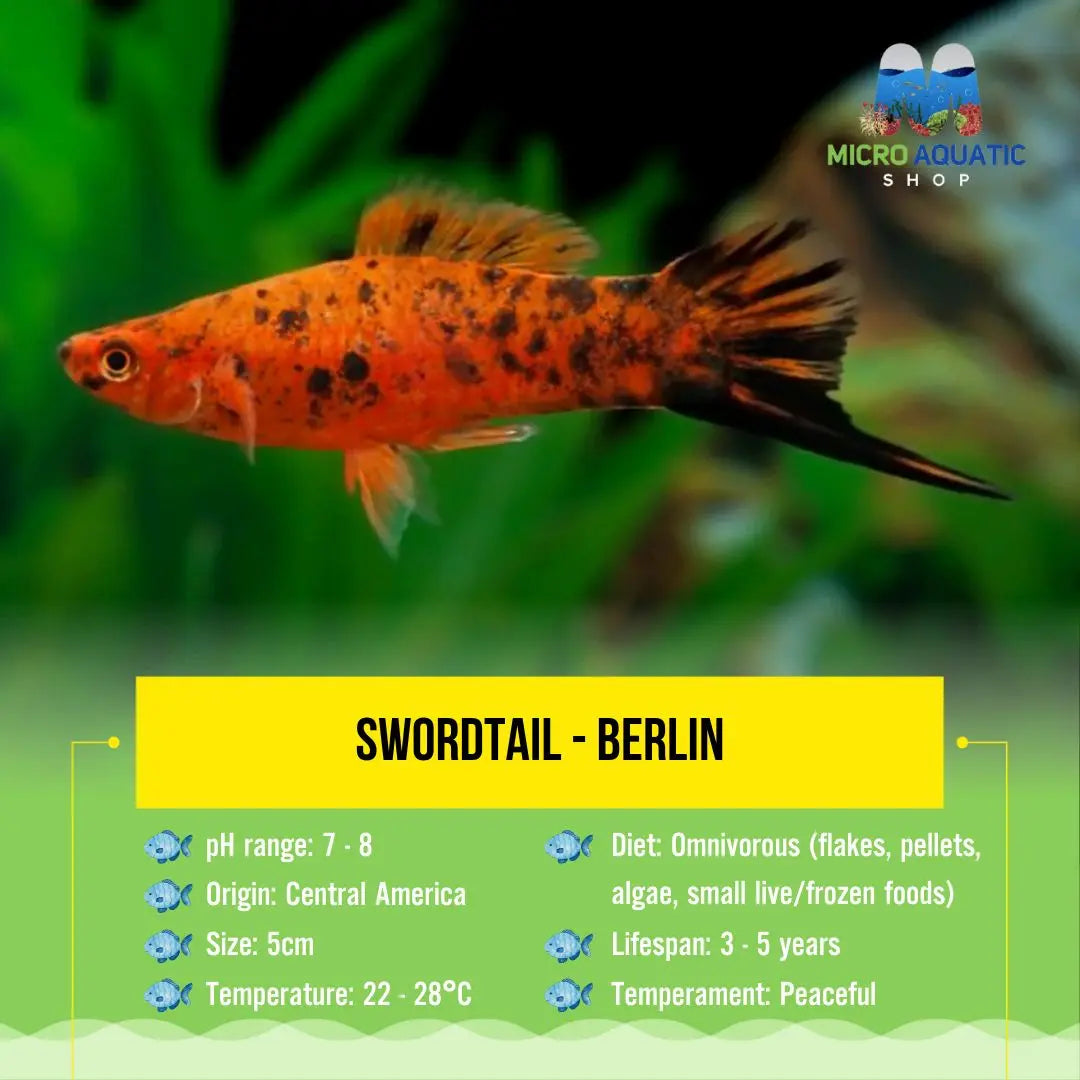 Swordtail - Berlin 5cm Micro Aquatic Shop