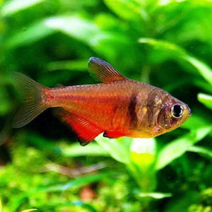Flame Tetra