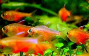 Flame Tetra