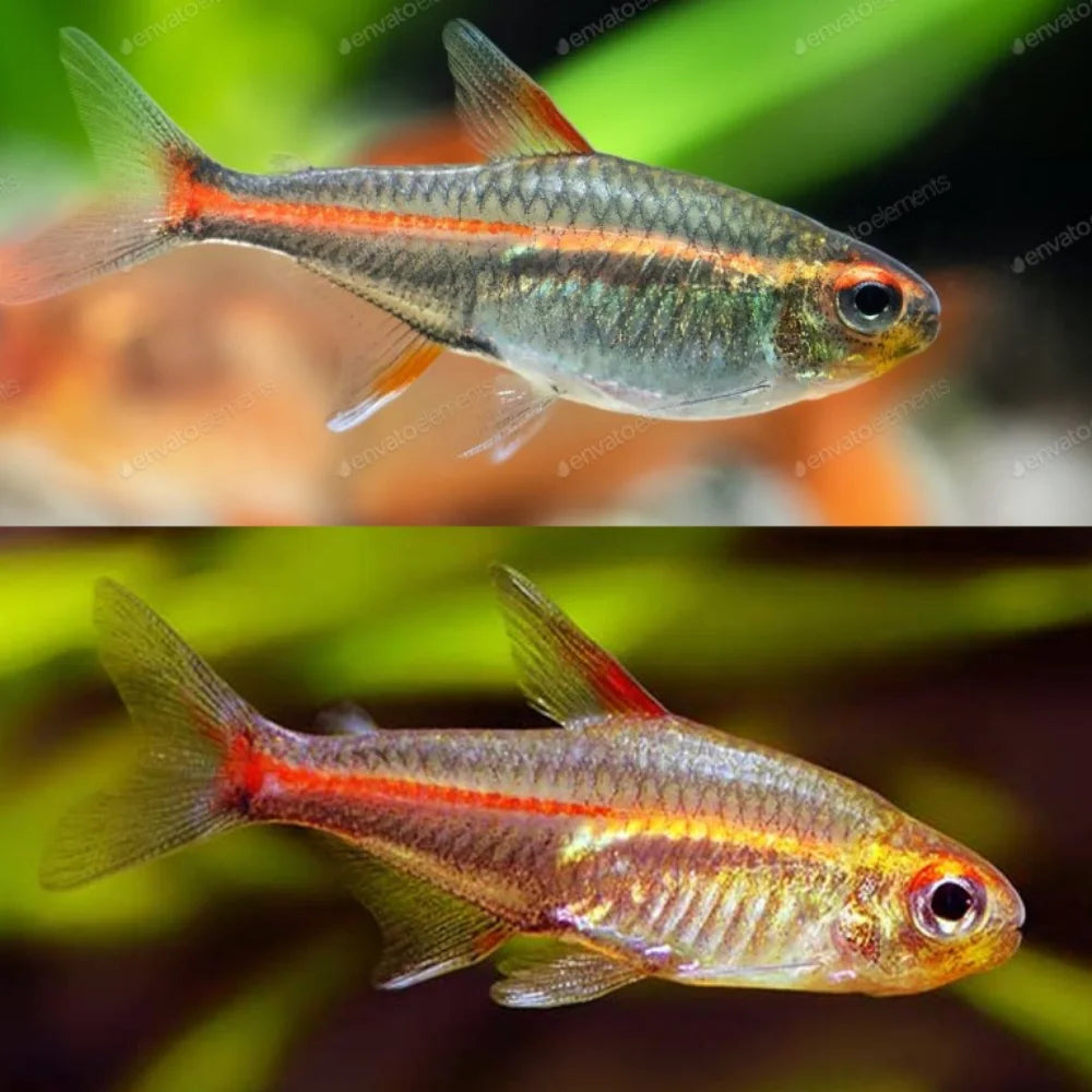 Glowlight tetra shop care
