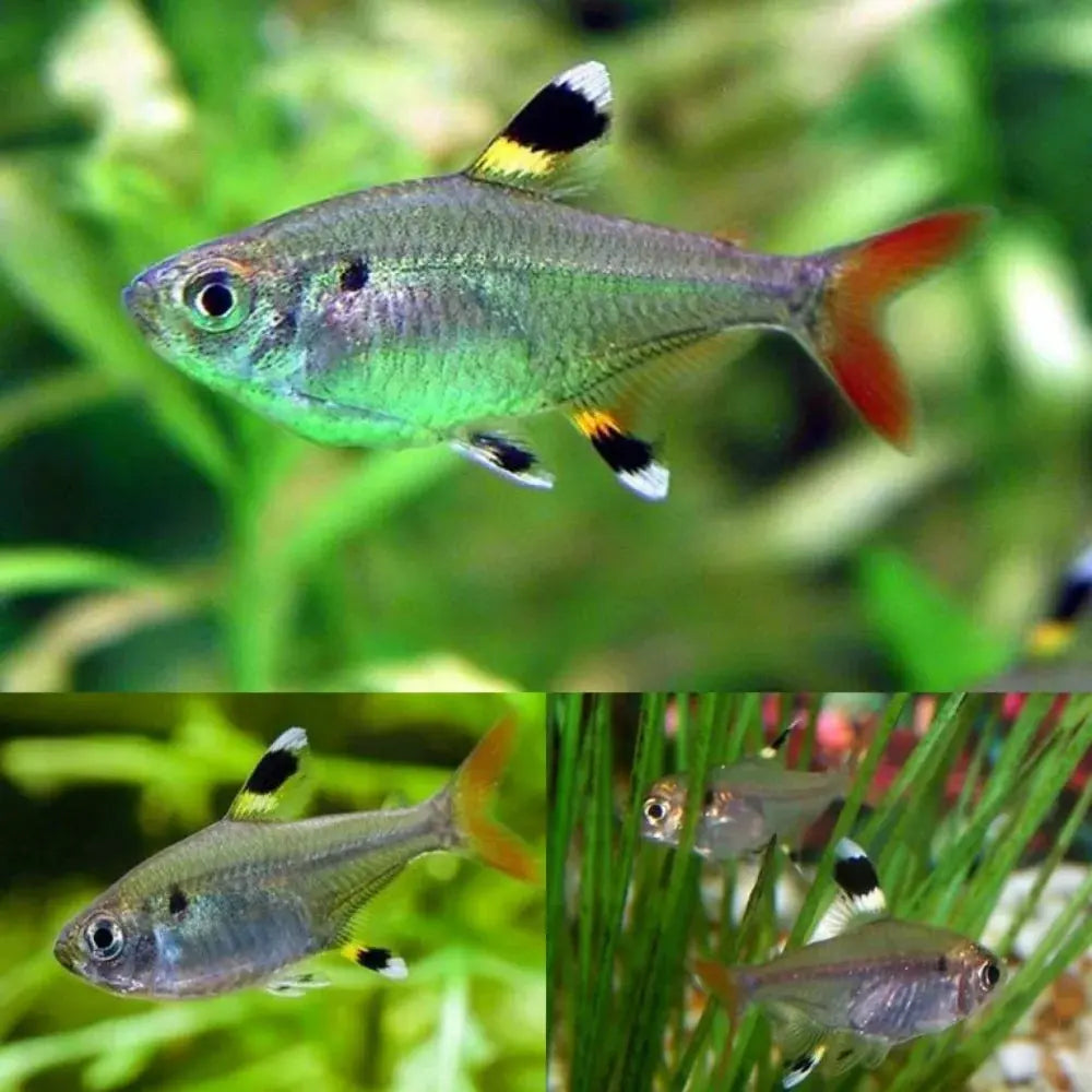 Pristella Tetra